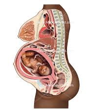 Some women have health problems that arise during pregnancy, and other women have health problems before they become pregnant that could lead to. Pregnancy Illustrations Visualisations Of The Human Gestation Period