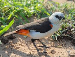 Astronomy To Zoology Serengeti National Park Tanzania Bird Species