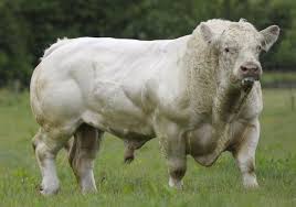 Belçika mavisi sığırı hakkında bilgi. Homepage 8211 Default Belgian Blue Cattle Animals Bull Cow