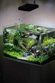 Transform The Way Your Home Looks Using A Fish Tank Decor Around The World Aquarienfische Aquarium Fische Aquarium Gestalten