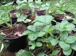 Begin by gathering the supplies for transplanting. How To Transplant Berry Plants Strawberries And Cane Berries Organic Authority