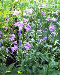 Perché su di lei ho ucciso i bruchi (salvo i due o tre per le Campanula Campanella Come Curare E Coltivare Le Piante Di Campanula
