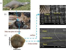 They also deter predators by hissing and. Morphology Of Pangolin Scales A Biological Prototype Of Pangolin B Download Scientific Diagram