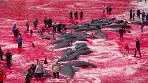Resultado de imagem para matanÃ§a de baleias pelo japÃ£o