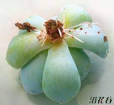 多肉植物生根粉的应用原则 多肉植物 浴花谷花卉网 pottery planters succulents garden