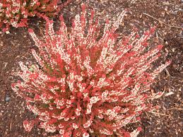 Nandina domestica 'firepower' heavenly bamboo. Deer Proof Plants Part Ii Hortophile My New Garden
