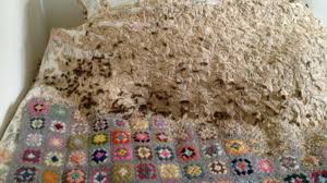 Maybe you would like to learn more about one of these? Thousands Of Wasps Found Nesting In Uk Home Devouring Bed Abc News