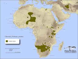 404 Panthera Map Cheetah Panthera