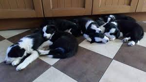 Etherial border collies, located near ballarat victoria. Isds Registered Border Collie Puppies For Sale In Barnsley Dogsandpuppies Co Uk
