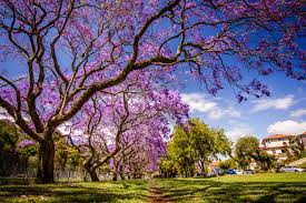 Purple flowering trees in california. Purple Flowers Tree California Jacaranda Mimosifolia Season