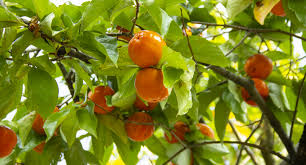 Image result for Diospyros