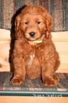 PuppyFind | Goldendoodle Puppies for Sale