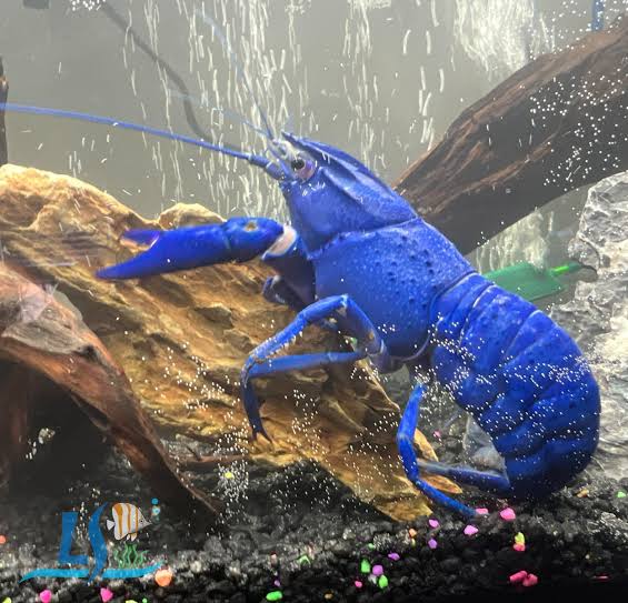 Blue Ghost Lobster 1pc - LS Group