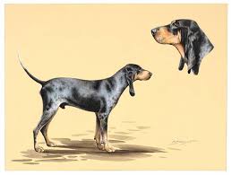 Image result for malý modrý gaskoňský honič