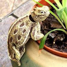 We did not find results for: Flower Pot Hangers Horned Lizard Creations Horny Toads Are Our Business