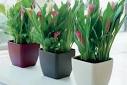 Plantas para terrazas, balcones, patios, porches