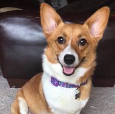 We did not find results for: Ohio Corgi Love Pups Home Facebook