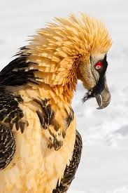 Nova Scotia Bird With Red On Back Of Head Birds Of Prey Bearded Vulture By Ashley Grove Weird Birds Birds Of Prey Pet Birds
