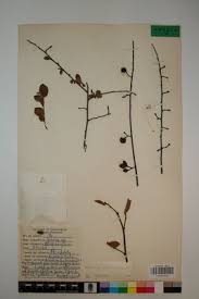 Image result for Grewia retinervis