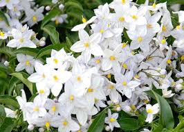Questo arbusto sempreverde, ideale tra le piante da esterno invernali, è perfetto per essere coltivato in vaso o in giardino. Www Ladigetto It Il Solanum Jasminoides E La Dipladenia Di Davide Brugna