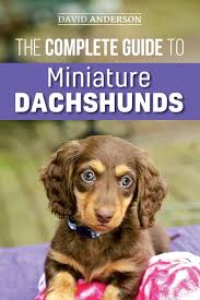 Akc papers, utd shots, and wormed every 2 wks. The Complete Guide To Miniature Dachshunds A Step By Step Guide To Successfully Raising Your New Miniature Dachshund Anderson David 9781727339321 Amazon Com Books