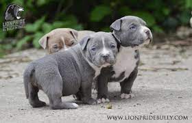 Chiot Puppy Puppies American Bully Xl Xxl Bully Pitbull France Belgique Elevage Lion Pride Bully Europe Bluenose Blu Pitbull Puppies Pitbull Dog Beautiful Dogs