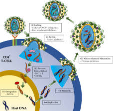 Image result for Integrase Strand Transfer Inhibitor