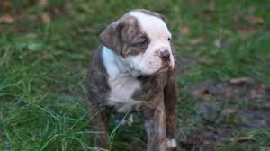 Although alapaha blue blood bulldogs were originally bred from old english bulldogs which were a working breed, they have been bred specifically for protection and companion dogs as their main aim. Alapaha Blue Blood Bulldog Price Temperament Life Span