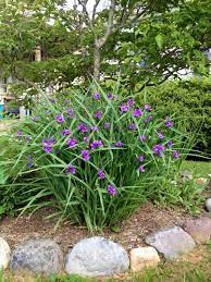 The plant base is purple and the leaves are dark and shiny with smooth edges. Purple Spiderwort Plants Shade Plants Purple Flowering Plants