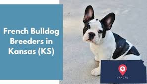 Are you searching for french bulldog oregon? 21 French Bulldog Breeders In Kansas Ks French Bulldog Puppies For Sale Animalfate