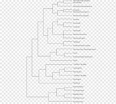 Image result for Hypselodelphys