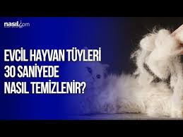 Evcil Hayvan Tuyleri Kolayca Nasil Temizlenir Nasil Com Youtube