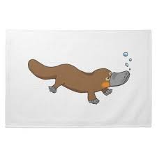 Cute Swimming Duck Billed Platypus Platypus Duck Billed Platypus Duck Bill