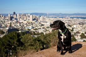 Top keywords % of search traffic. Seven Hills Veterinary Hospital