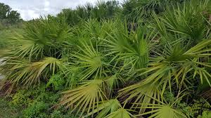 Image result for Serenoa repens