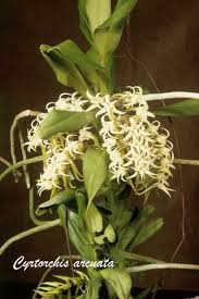 Image result for Cyrtorchis glaucifolia