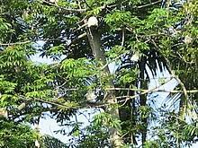 Khasiat serta manfaat daun salam sangat ramah untuk kesehatan, daun salam sering sekali digunakan untuk memasak agar makanan jadi lebih enak. Pokok Kekabu Wikipedia Bahasa Melayu Ensiklopedia Bebas