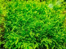 The most common use of the christmas moss is to create a wall. Christmas Moss Aka Xmas Moss Mat Vesicularia Montagnei