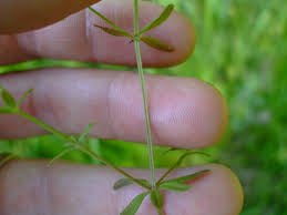 Image result for Galium stenophyllum