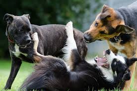 On over 40 acres of farmland, our east location features a private dog park. Boarding A Dog For The First Time German Shepherd Dog Hq