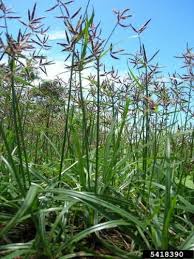 Image result for Cyperus rotundus