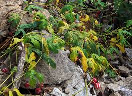 Image result for Cayaponia