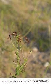 Image result for Jamesbrittenia burkeana