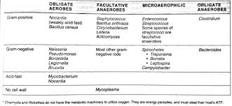 Bacterial Taxonomy 2 Classification Of Bacteria Based On