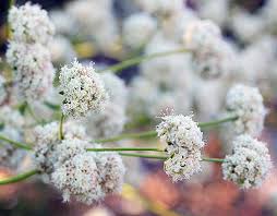 Image result for Eriospermum flexuosum