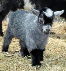 Pin On Goats