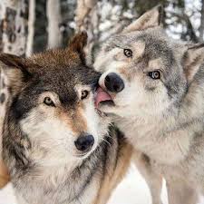 Are You An Alpha Beta Or Omega Wolf Wolf Hybrid Wolf Love Wolf Dog