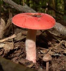 Image result for Russula perlactea