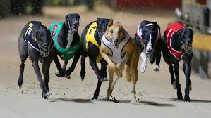 Lorem ipsum dolor sit amet, consectetur adipiscing elit, sed do eiusmod tempor incididunt ut labore did you hear the news? Bendigo Tops Greyhound Death Toll As Industry Passes 100 This Year Abc News
