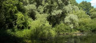 Der inn ist ein 517 km langer, durch die schweiz, österreich und deutschland verlaufender rechter nebenfluss der donau. Auenwalder Isarmundung Naturwald Akademie